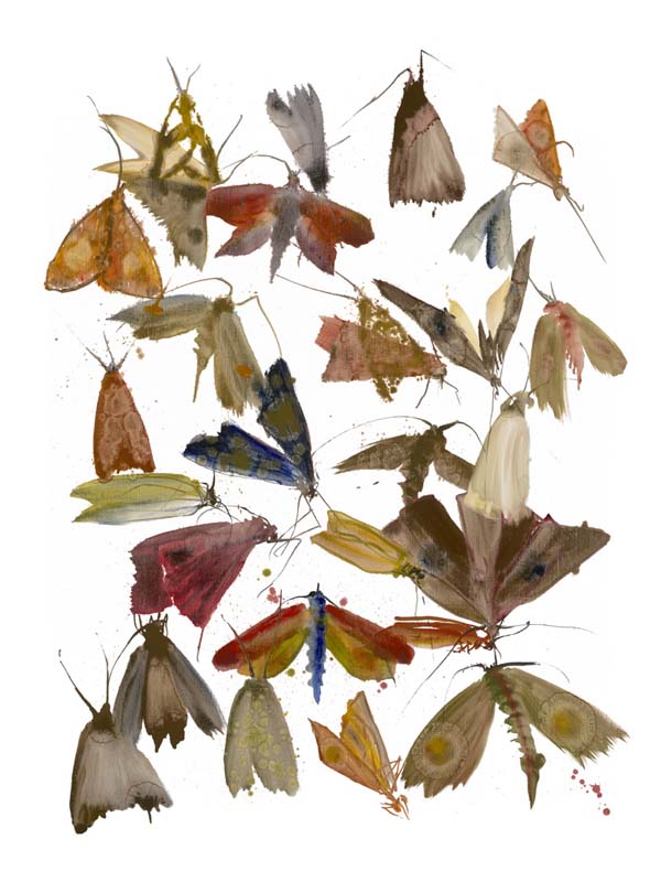 Moths 5